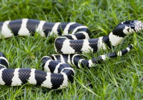 Are california king snakes venomous?